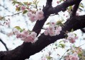 Pintura de flores de cerezo de las fotos al arte